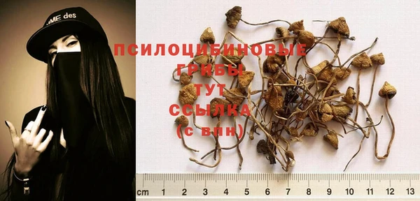 сатива Аркадак